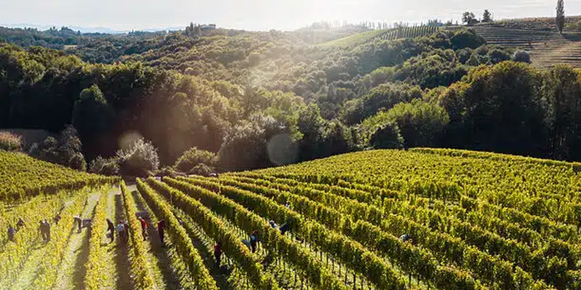 Weinreise nach Slowenien